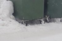 Регоператор: Штрафы за не вывезенный вовремя мусор пойдут в муниципальный бюджет *** Саратовская область, город Маркс - январь 2019 год (marksadm.ru)