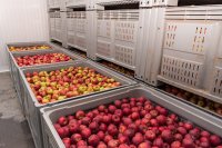 Губернатор Валерий Радаев рассказал, где в Саратовской области выращивают вкусные яблоки *** Саратовская область, город Маркс - октябрь 2019 год (marksadm.ru)