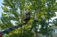 На территории г. Маркса продолжаются работы по спилу аварийных деревьев *** Саратовская область, город Маркс - сентябрь 2020 год (marksadm.ru)