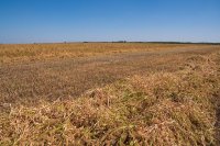 В этом году у наших сельхозтоваропроизводителей рекордные урожаи *** Саратовская область, город Маркс - август 2022 год (marksadm.ru)